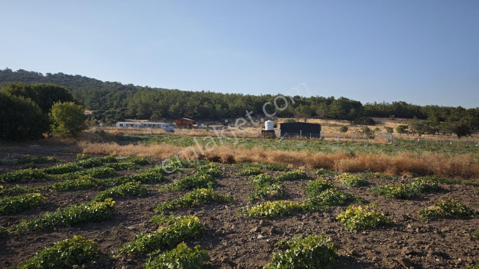 Urla Kadıovacık Mh Satılık Satılık Tek Tapu Tarla - Görsel 23