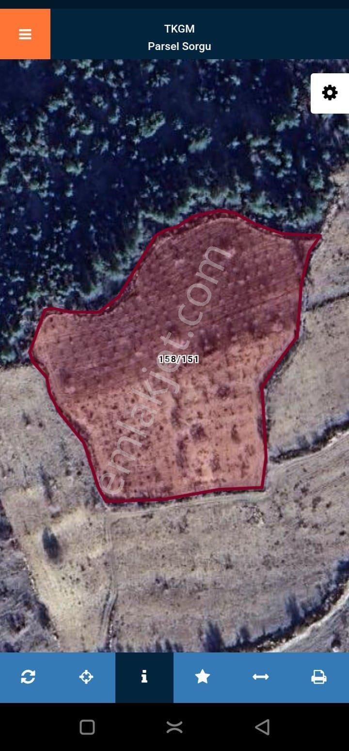 Nuru Köyü Satılık Antepfıstığı Ve Badem - Görsel 2