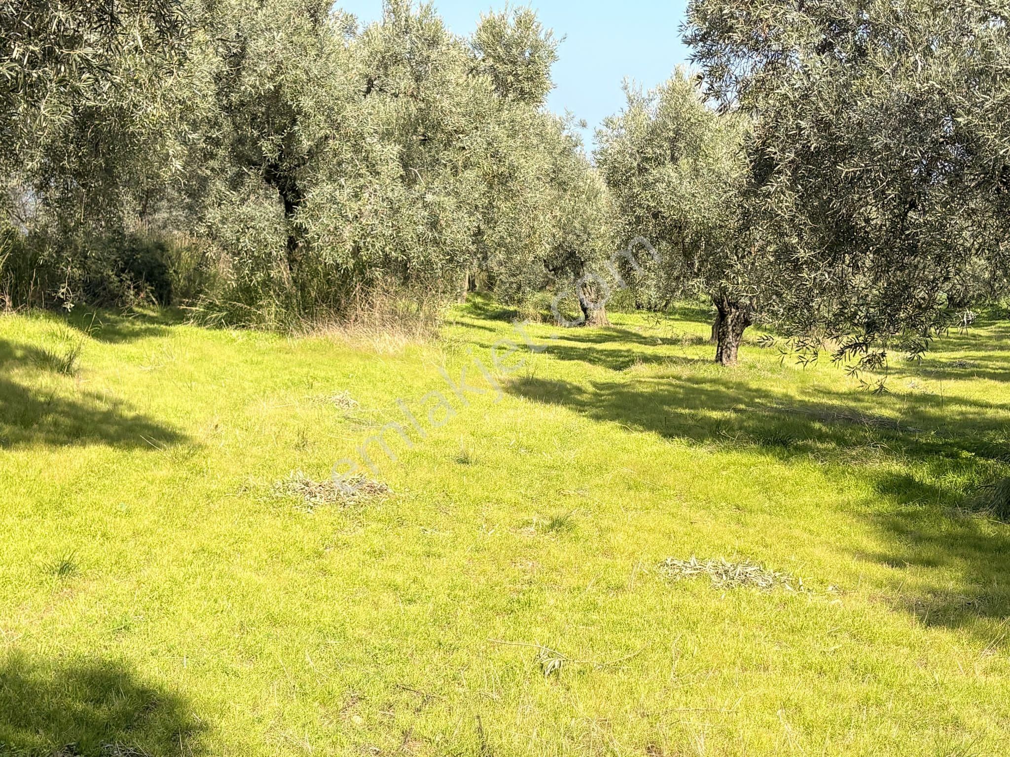 Se&as Exclusıve: Edincik Mahallesinde Satılık Zeytinlik