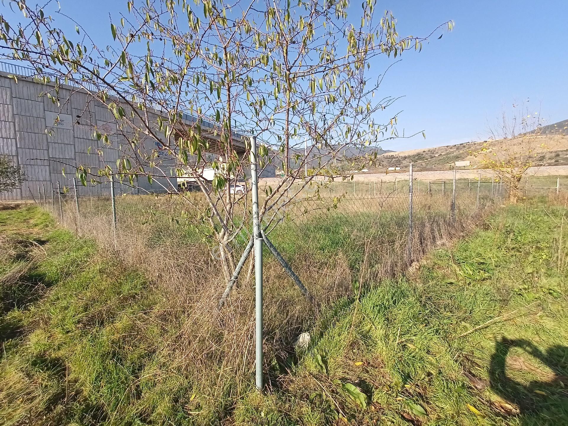 Kaçmaz Emlak Gürsu Kazıklı Köy Satılık Tarla Bahçe - Görsel 12