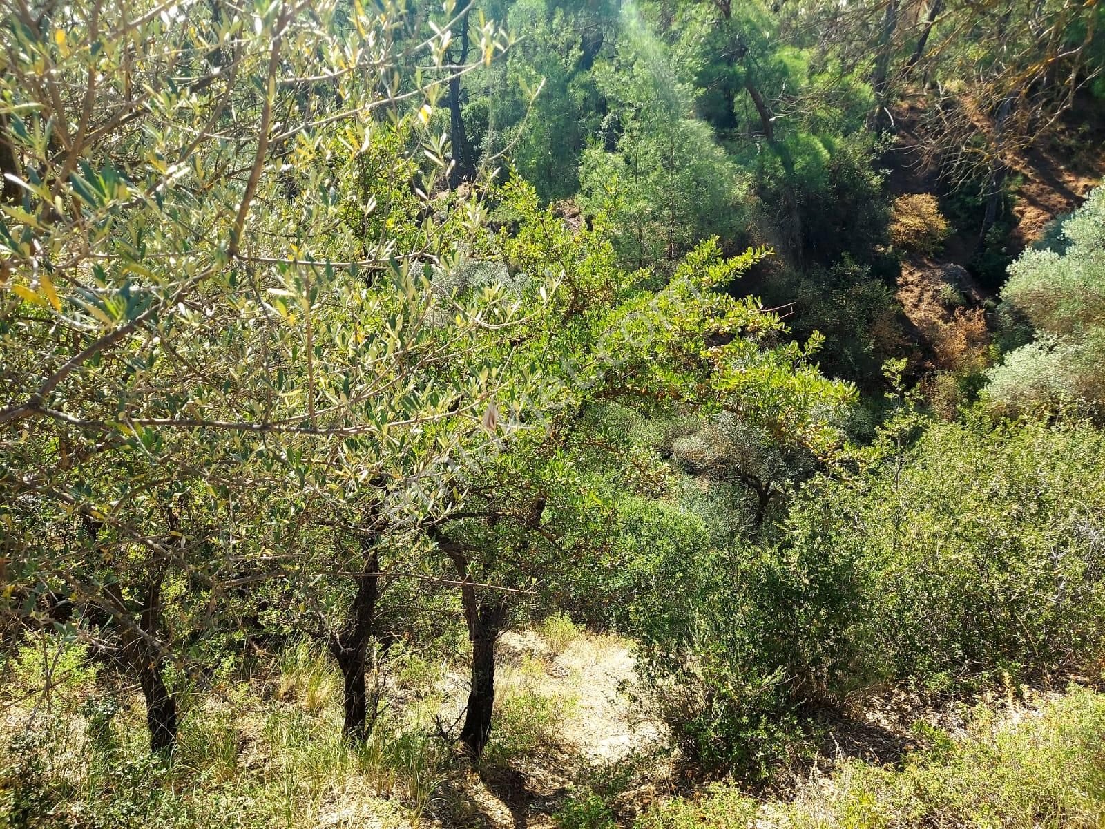 Menderes Ataköy' De Tek Tapu İmar Yakınında Satılık Arsa - Görsel 9