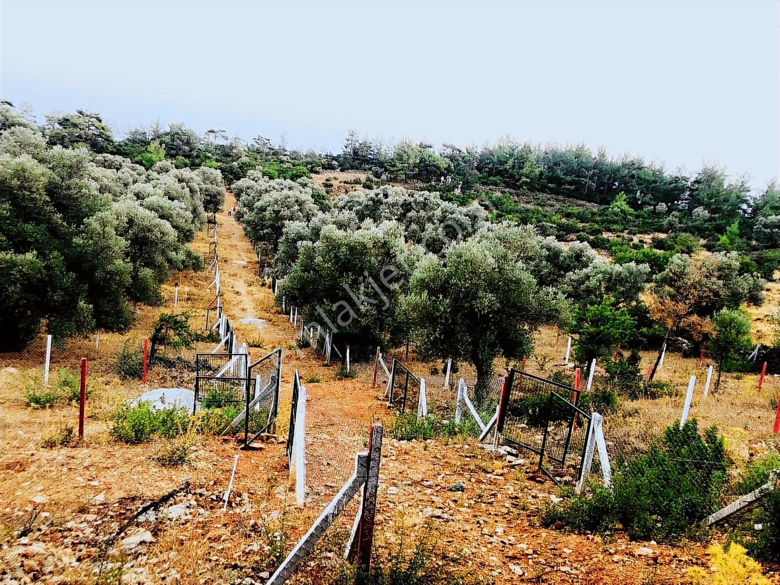 Bodrum Yalıçiftlikte 342m2 Hisse Tapulu Parsel - Görsel 9