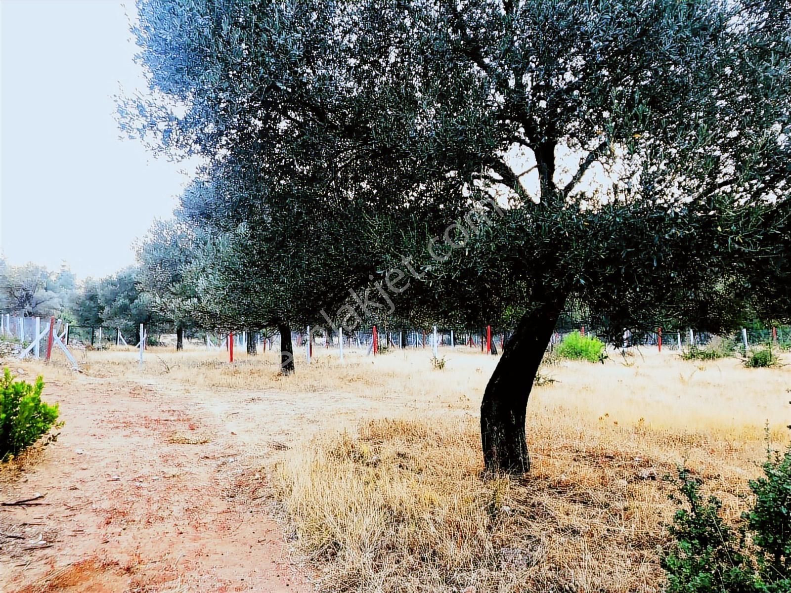 Bodrum Yalıçiftlikte 342m2 Hisse Tapulu Parsel - Görsel 3