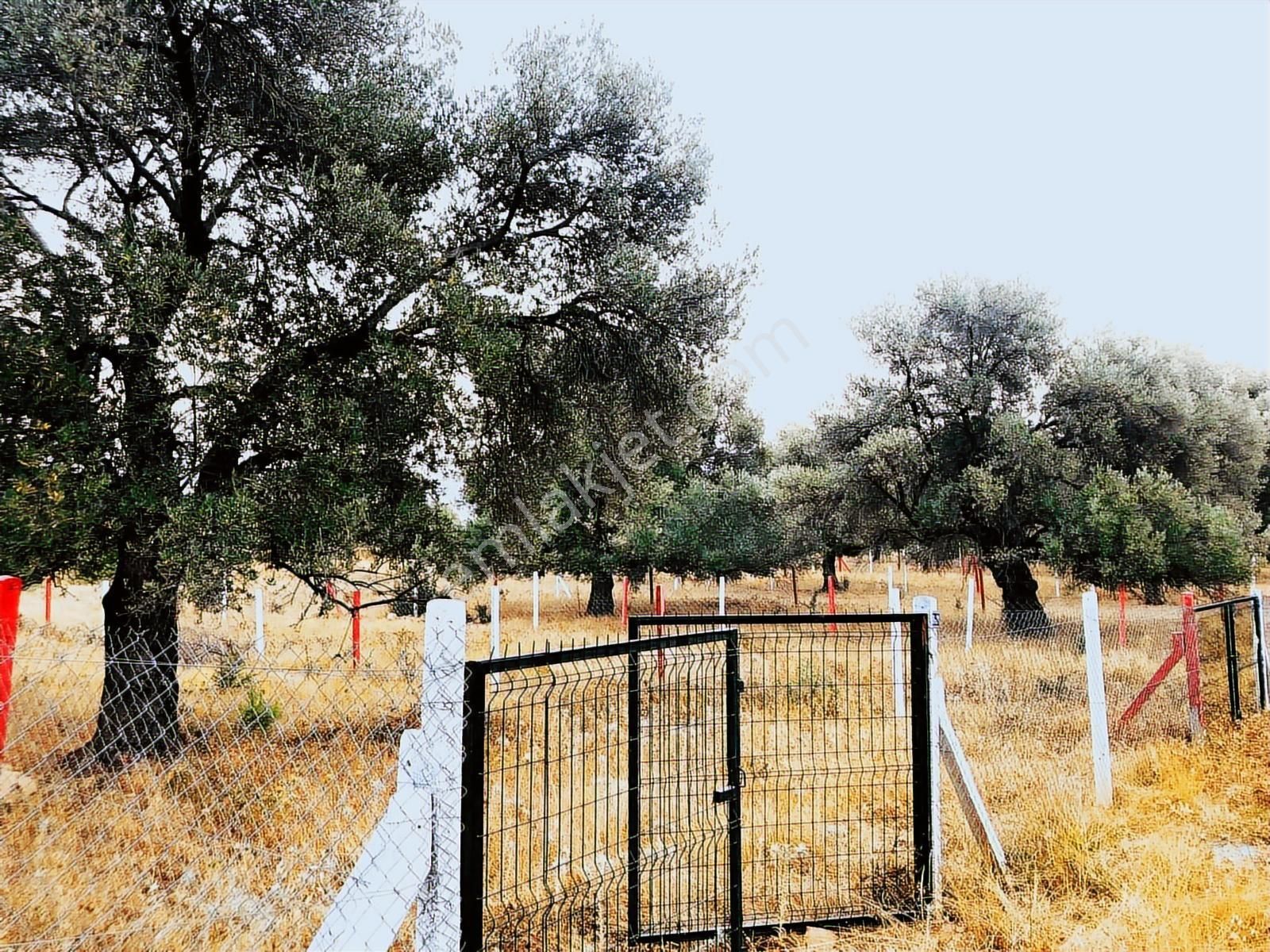 Bodrum Yalıçiftlikte 342m2 Hisse Tapulu Parsel - Görsel 15