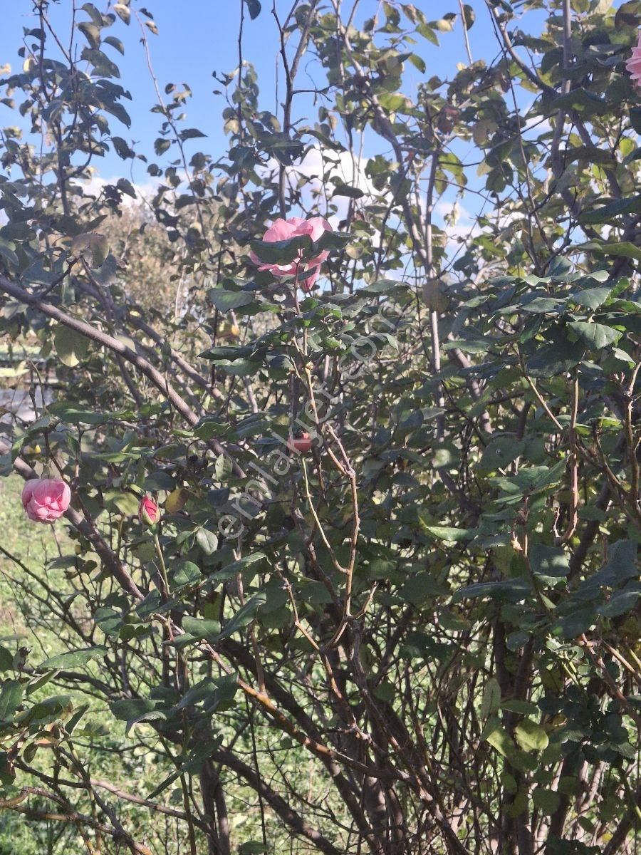 Bayındır Yeşilova Mah. Harika Konumda Geniş Bahçeli Müstakil Ev - Görsel 11