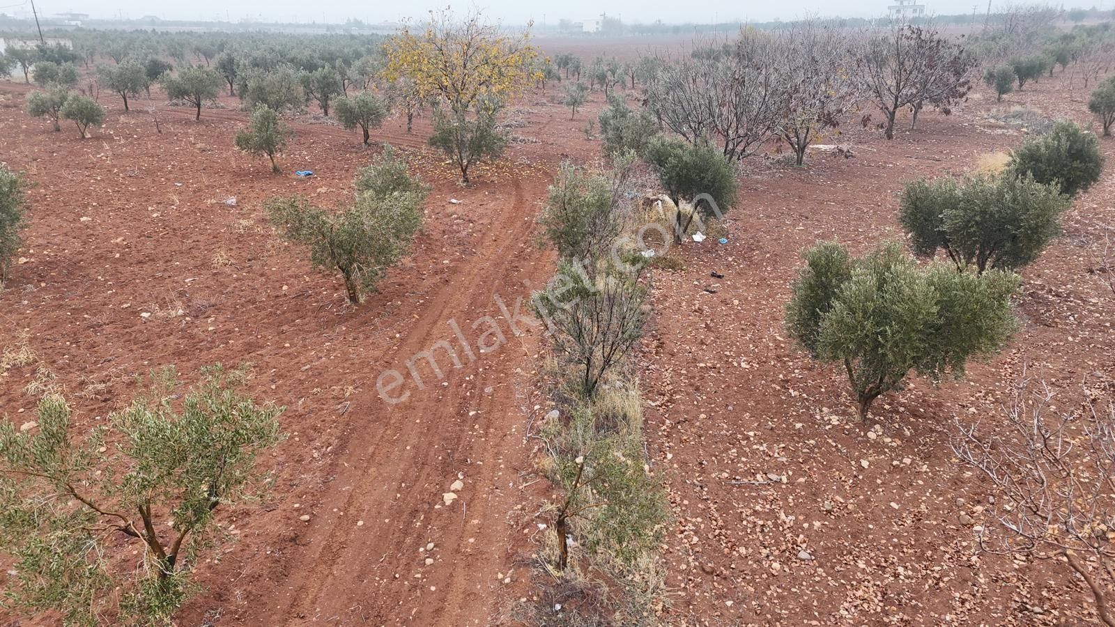 Uyaran 79'dan Mehmet Abdi Bulut'ta Satılık Meyvelik - Görsel 20