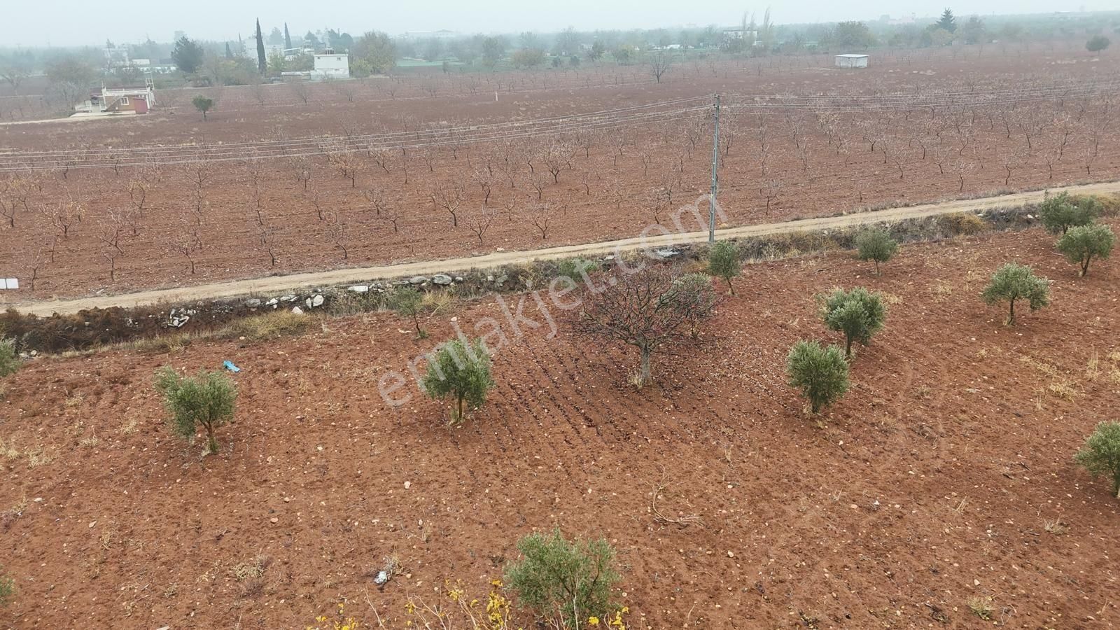Uyaran 79'dan Mehmet Abdi Bulut'ta Satılık Meyvelik - Görsel 6