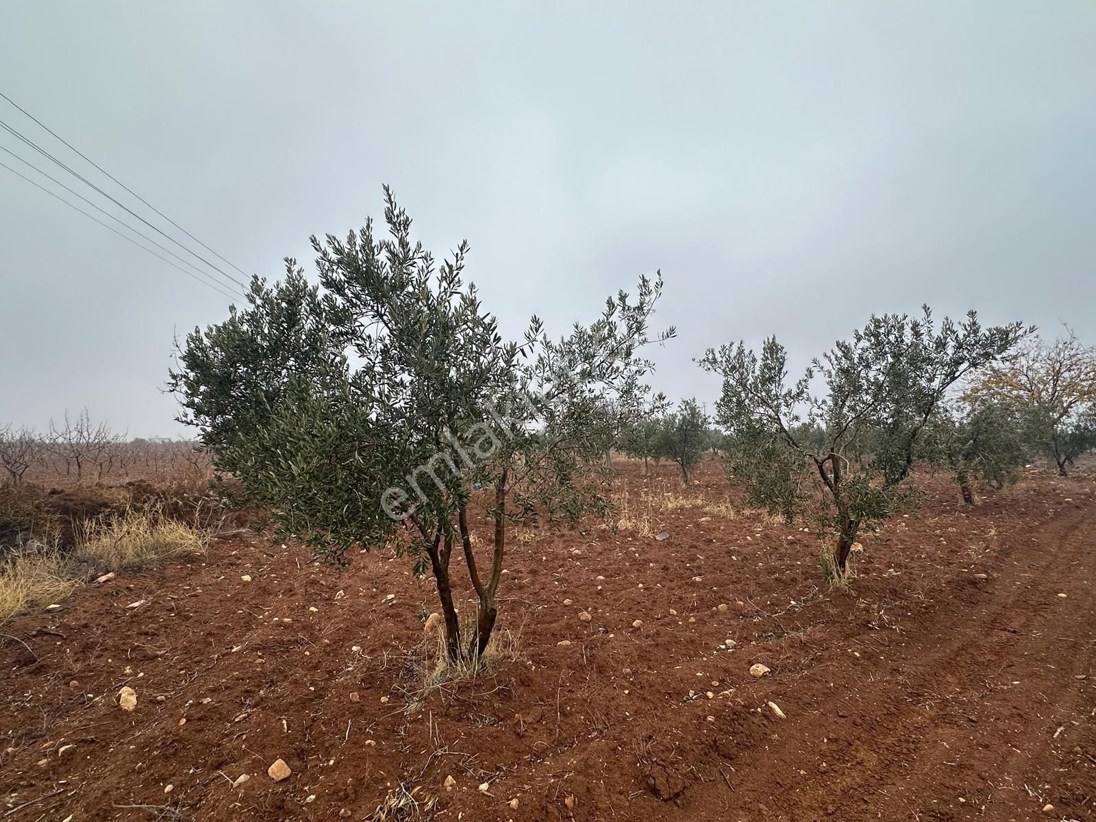 Uyaran 79'dan Mehmet Abdi Bulut'ta Satılık Meyvelik - Görsel 12