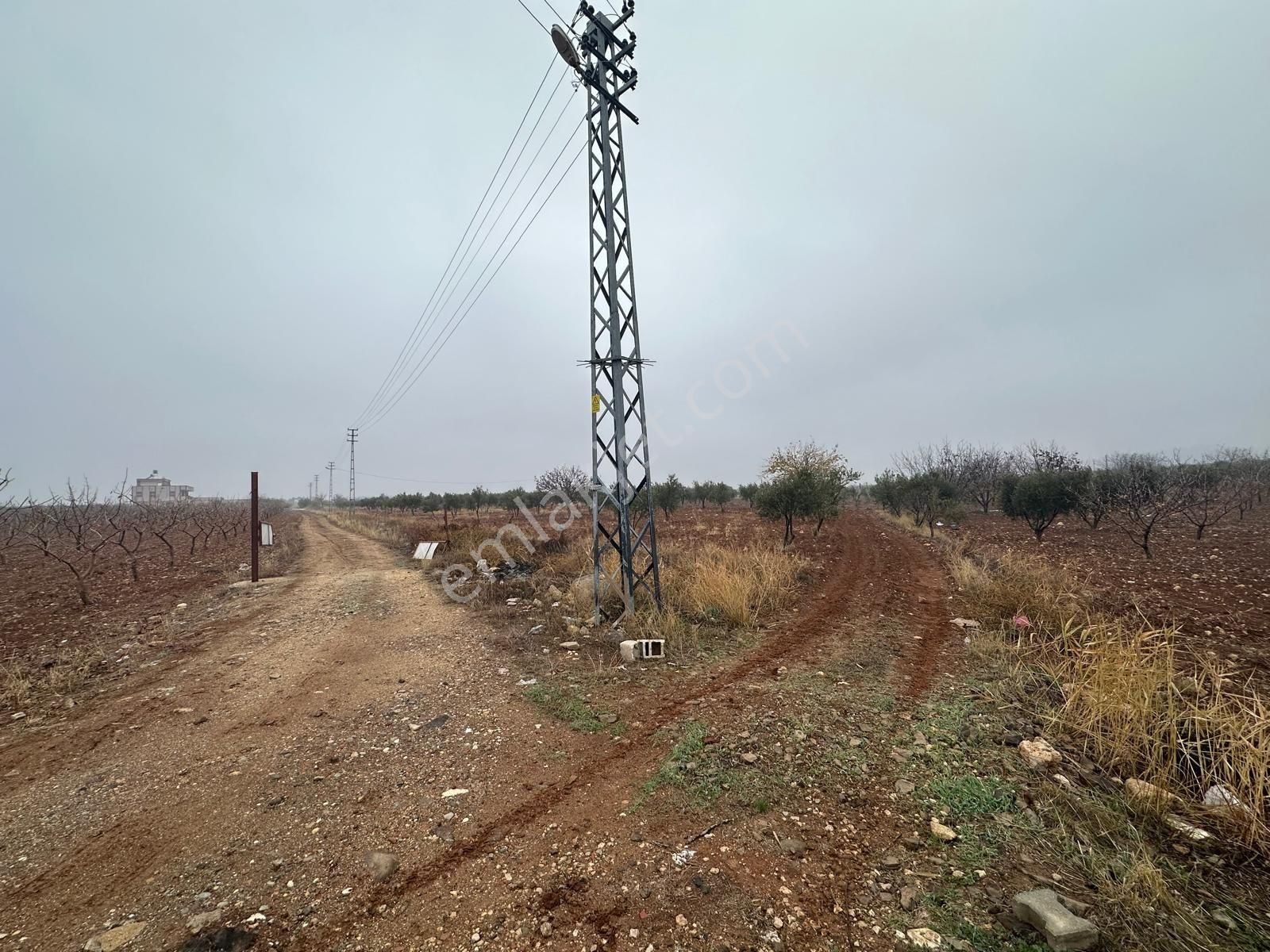 Uyaran 79'dan Mehmet Abdi Bulut'ta Satılık Meyvelik - Görsel 26