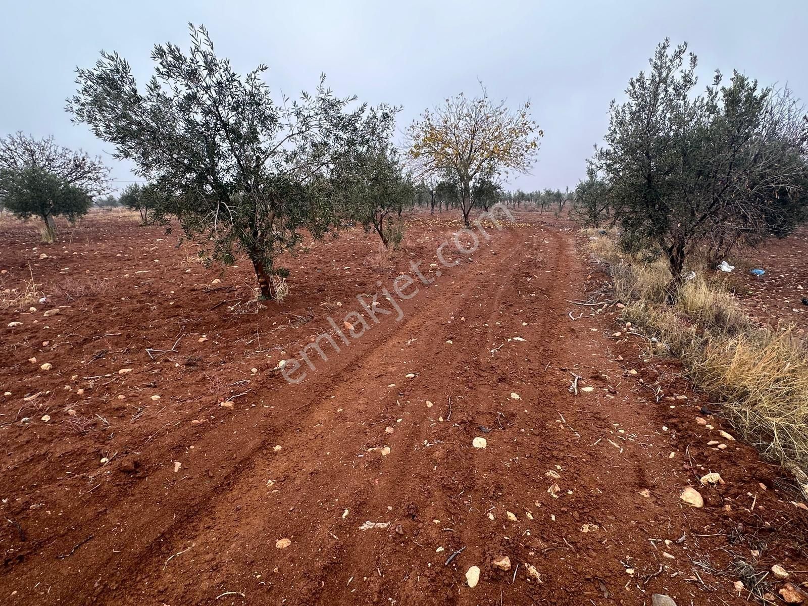 Uyaran 79'dan Mehmet Abdi Bulut'ta Satılık Meyvelik - Görsel 13