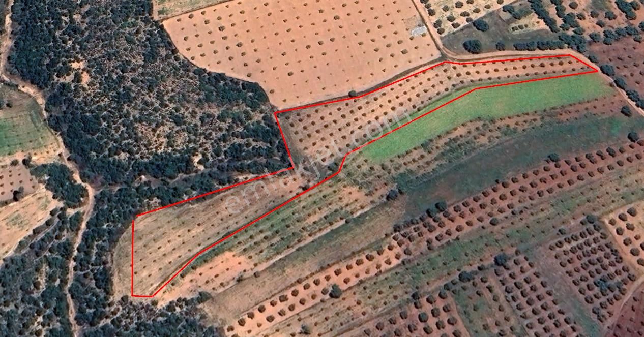 Karacasu Yeşilyurt Zeytinlik 5.981 M2