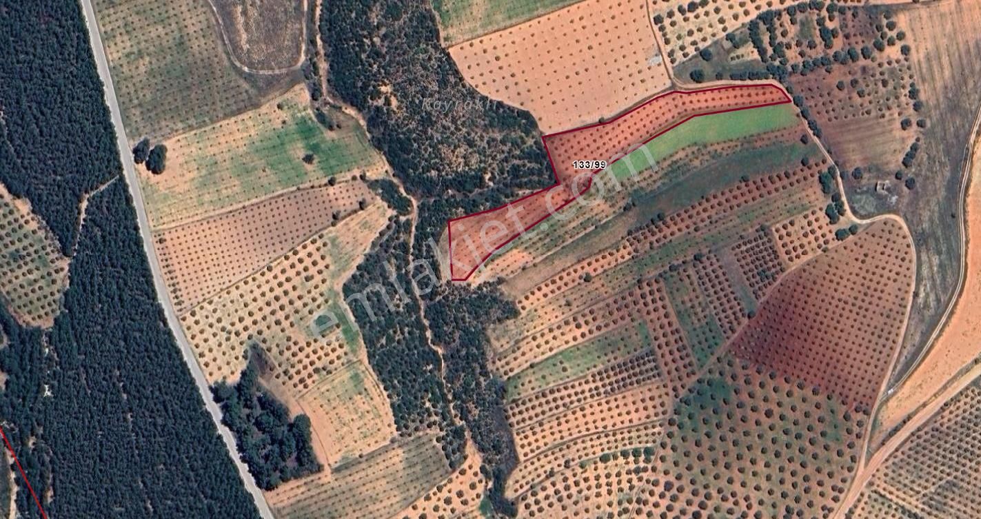 Karacasu Yeşilyurt Zeytinlik 5.981 M2 - Görsel 2