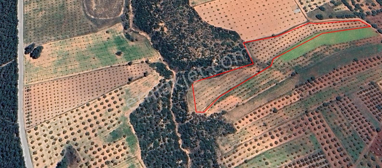 Karacasu Yeşilyurt Zeytinlik 5.981 M2 - Görsel 4