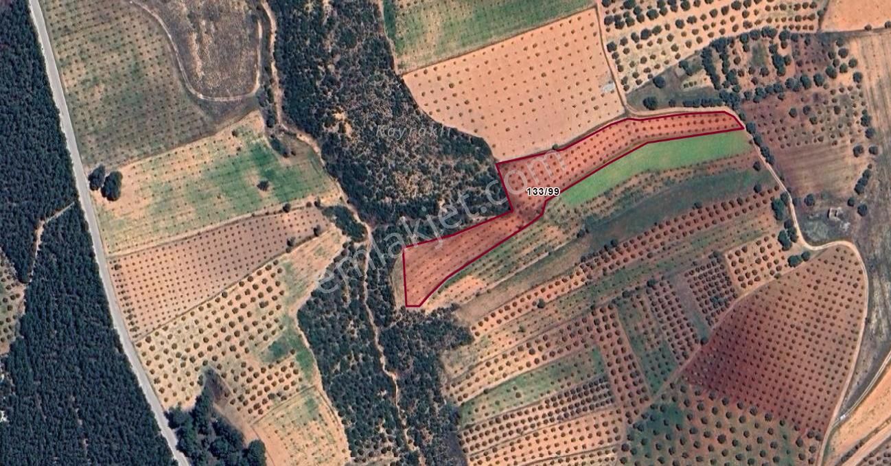 Karacasu Yeşilyurt Zeytinlik 5.981 M2 - Görsel 5