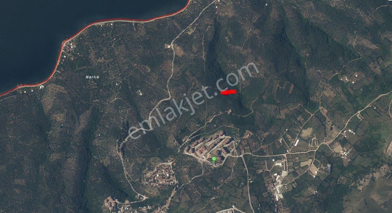 Bandırma Edincik Mahallesinde Satılık 1.060m2 Zeytinlik