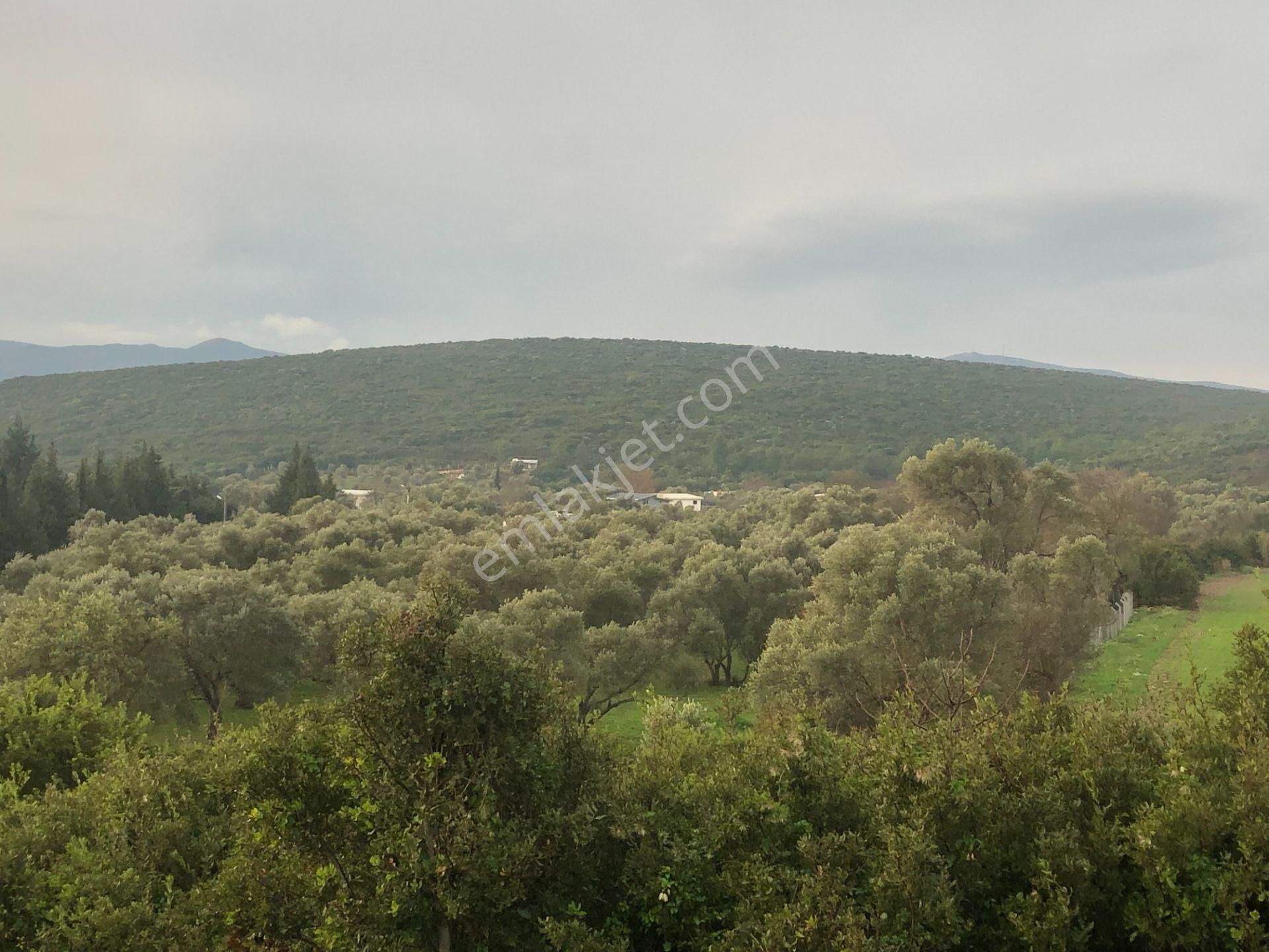 Urla/özbek Koop Hisseli Satılık Arsa Doğa İçinde Denize Yakın - Görsel 29