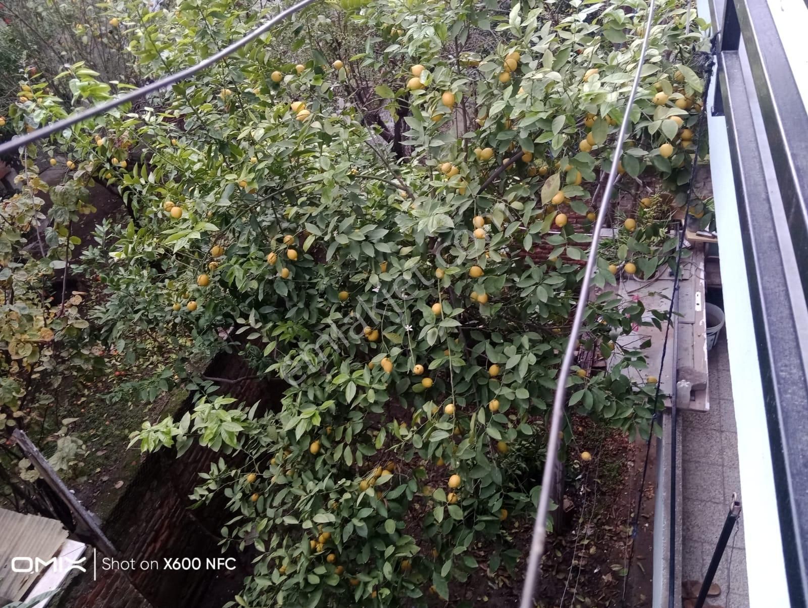Aydın Nazilli Yeni Mahallede Satılık 3 Katlı Bina - Görsel 21