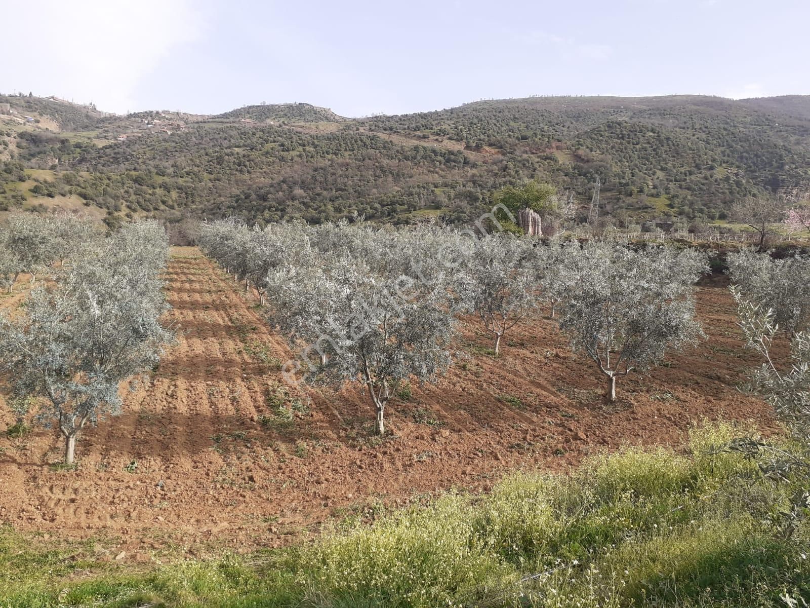 Satılık Zeytin Tarlası