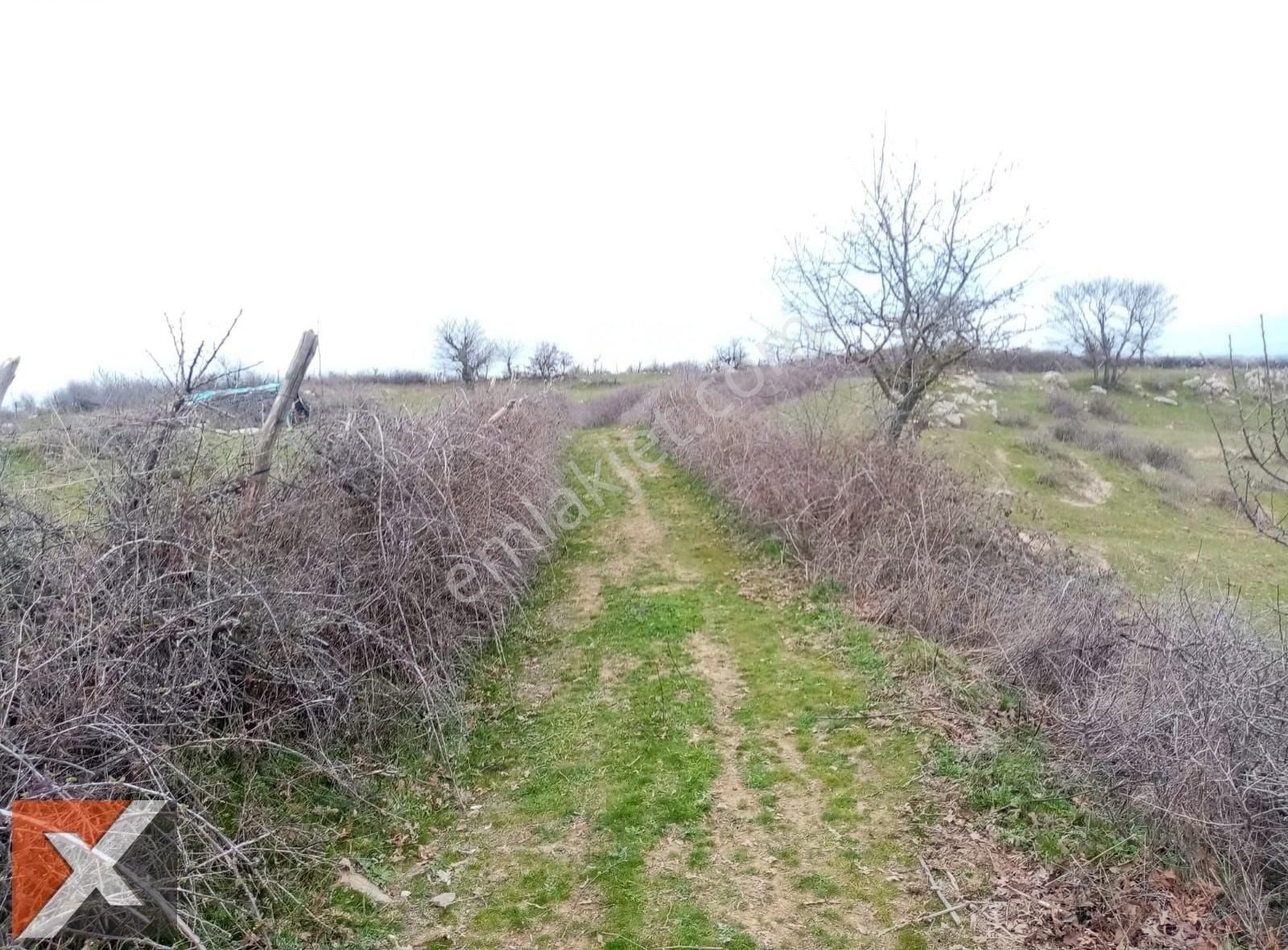 Binax Bakırçay Gayrimenkul 49365 M2 Durmuşlar Tarla Müstakil - Görsel 8