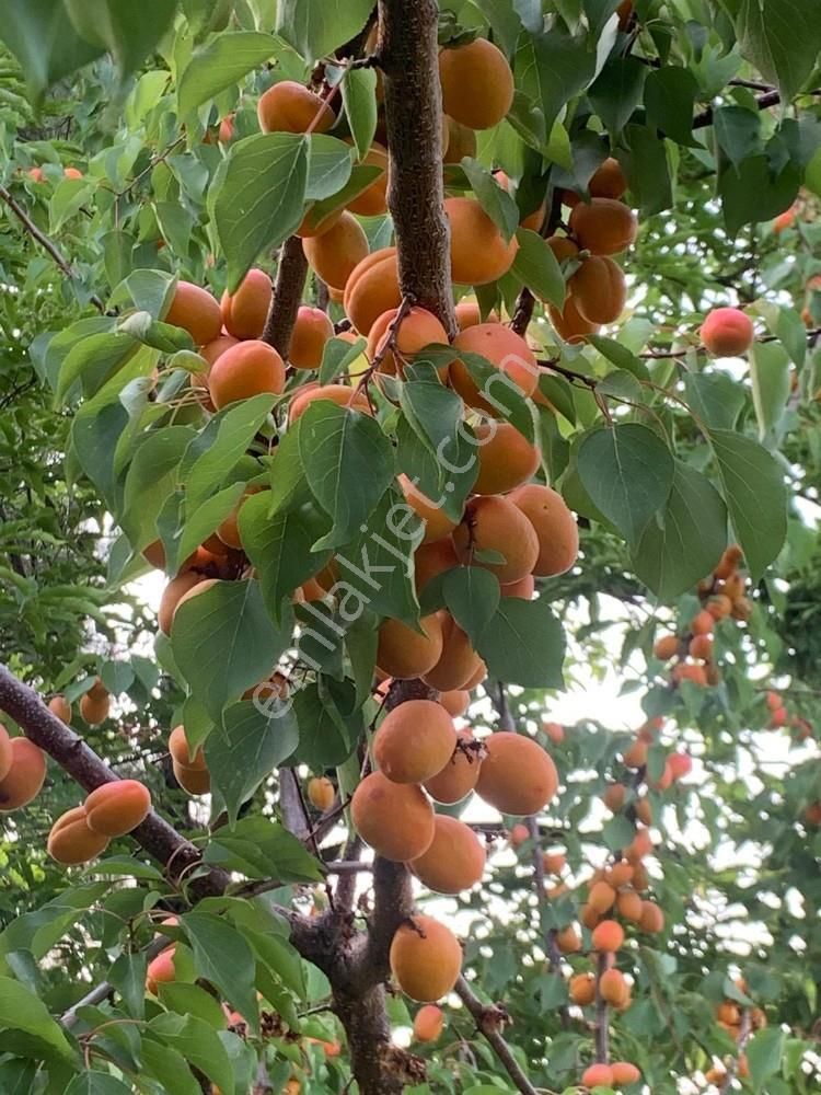 Şirincede Yatırımlık 43 Dönüm Satılık Çiftlik Evi Ve Arazisi - Görsel 14