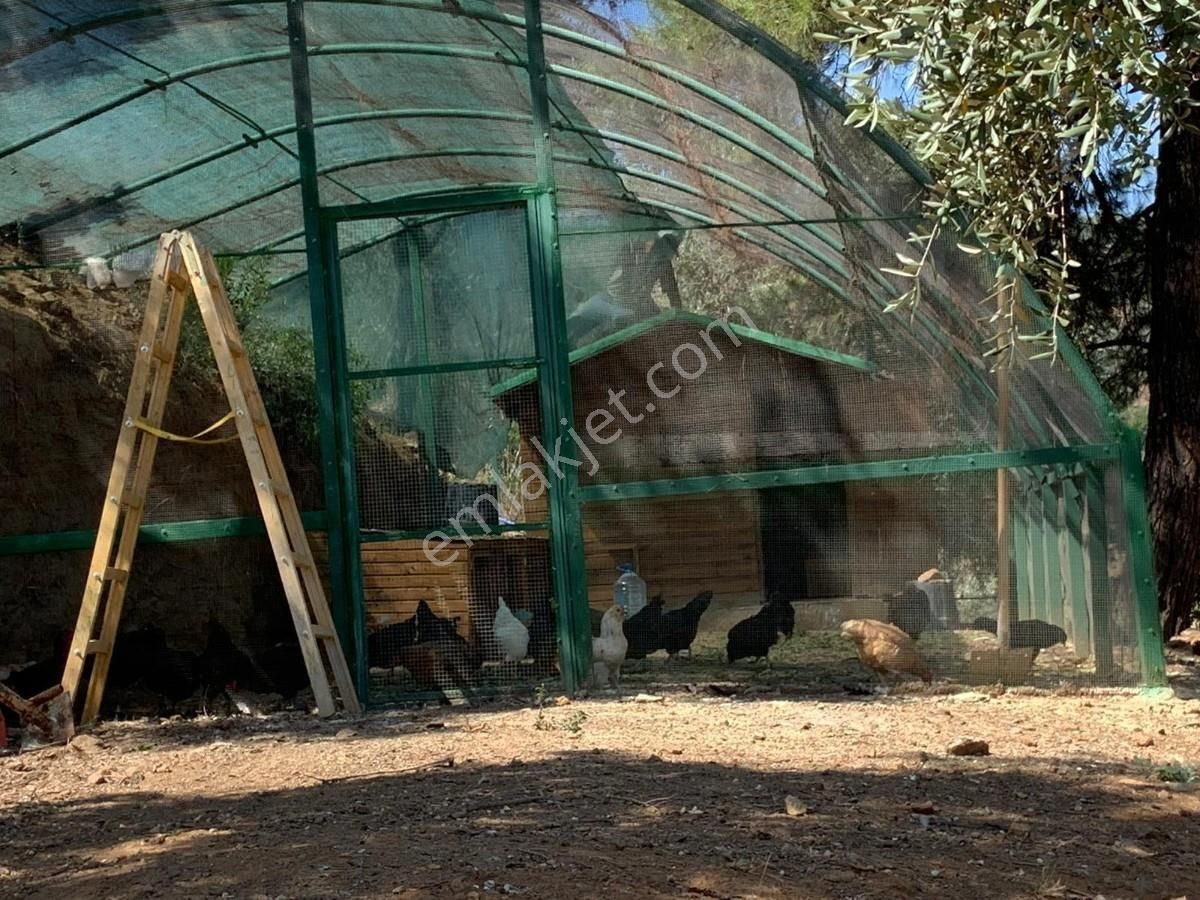 Şirincede Yatırımlık 43 Dönüm Satılık Çiftlik Evi Ve Arazisi - Görsel 16