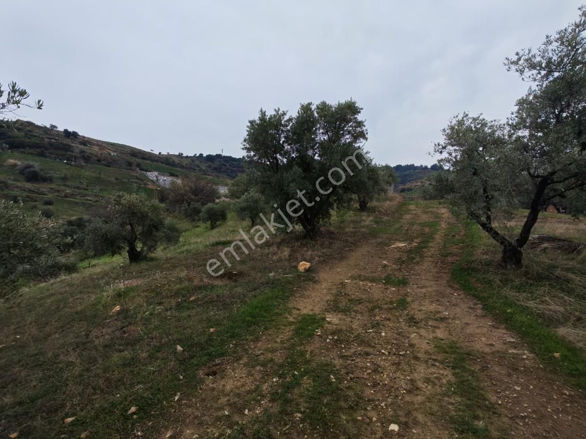 Şirincede Yatırımlık 43 Dönüm Satılık Çiftlik Evi Ve Arazisi - Görsel 20