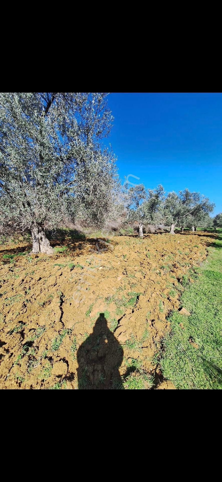 Miryadan Burhaniye Ağacık - Görsel 4