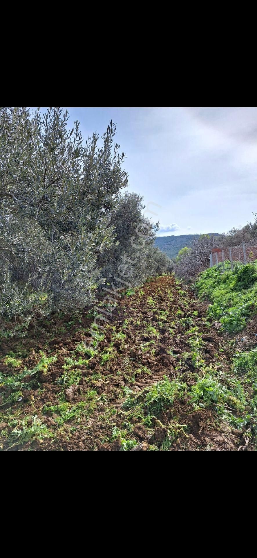 Miryadan Burhaniye Ağacık - Görsel 3