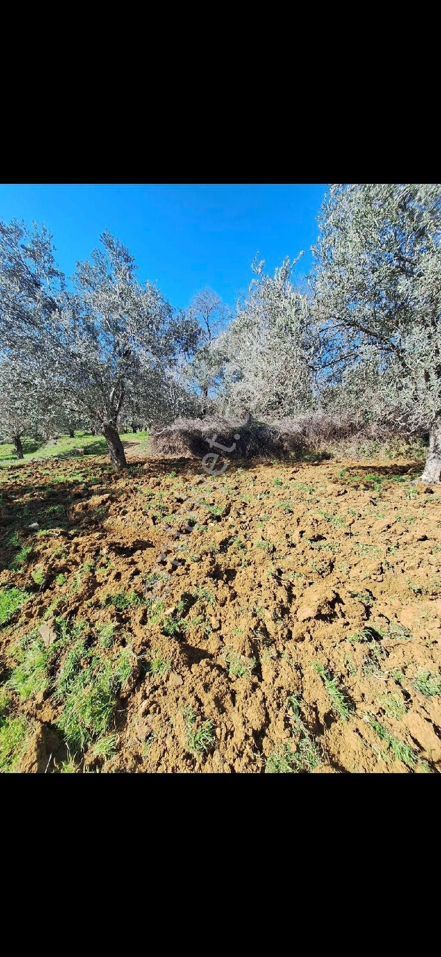 Miryadan Burhaniye Ağacık