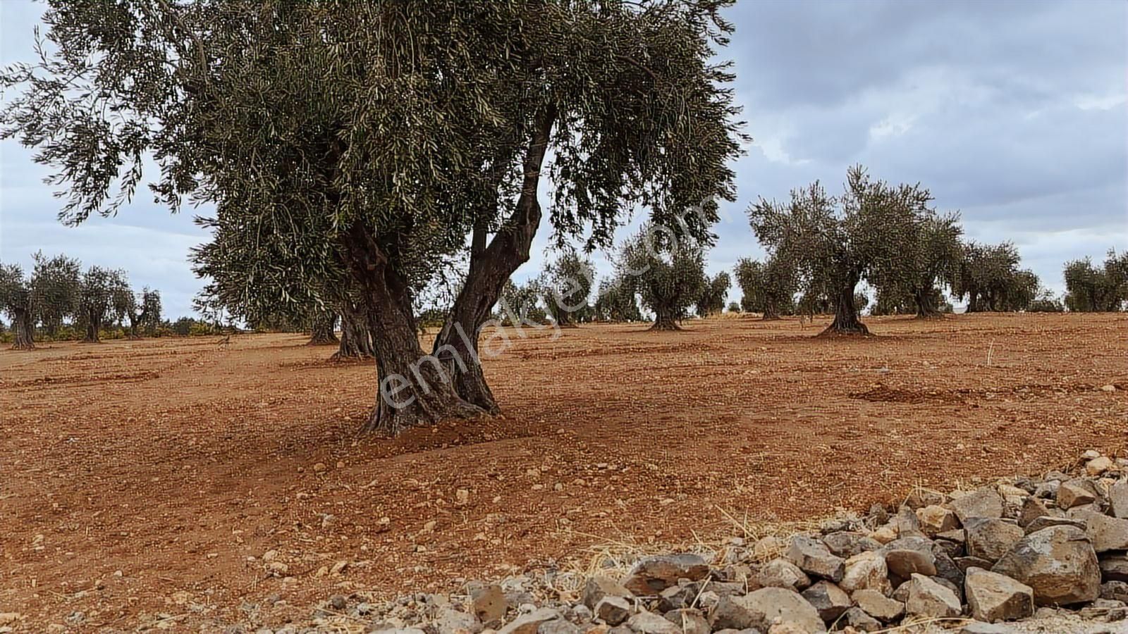 Uyaran 79 Gayrimenkul'den Yaşar Aktürk'te Satılık Zeytinlik