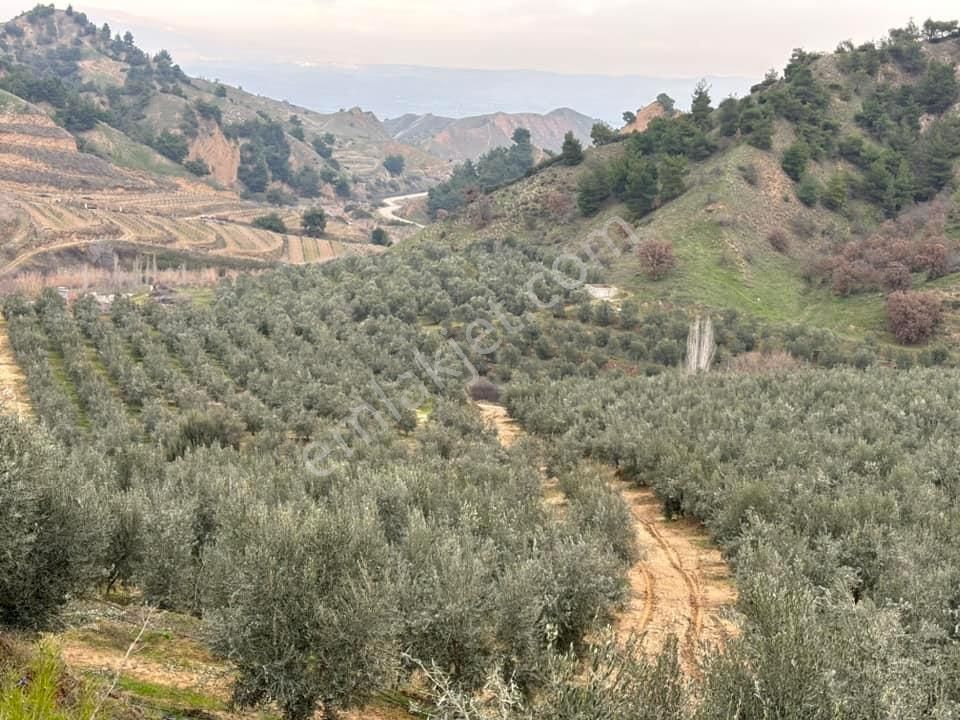 Tc Emlaktan Satılık 10500 M2 Zeytinlik ! Elektirk Su - Görsel 2