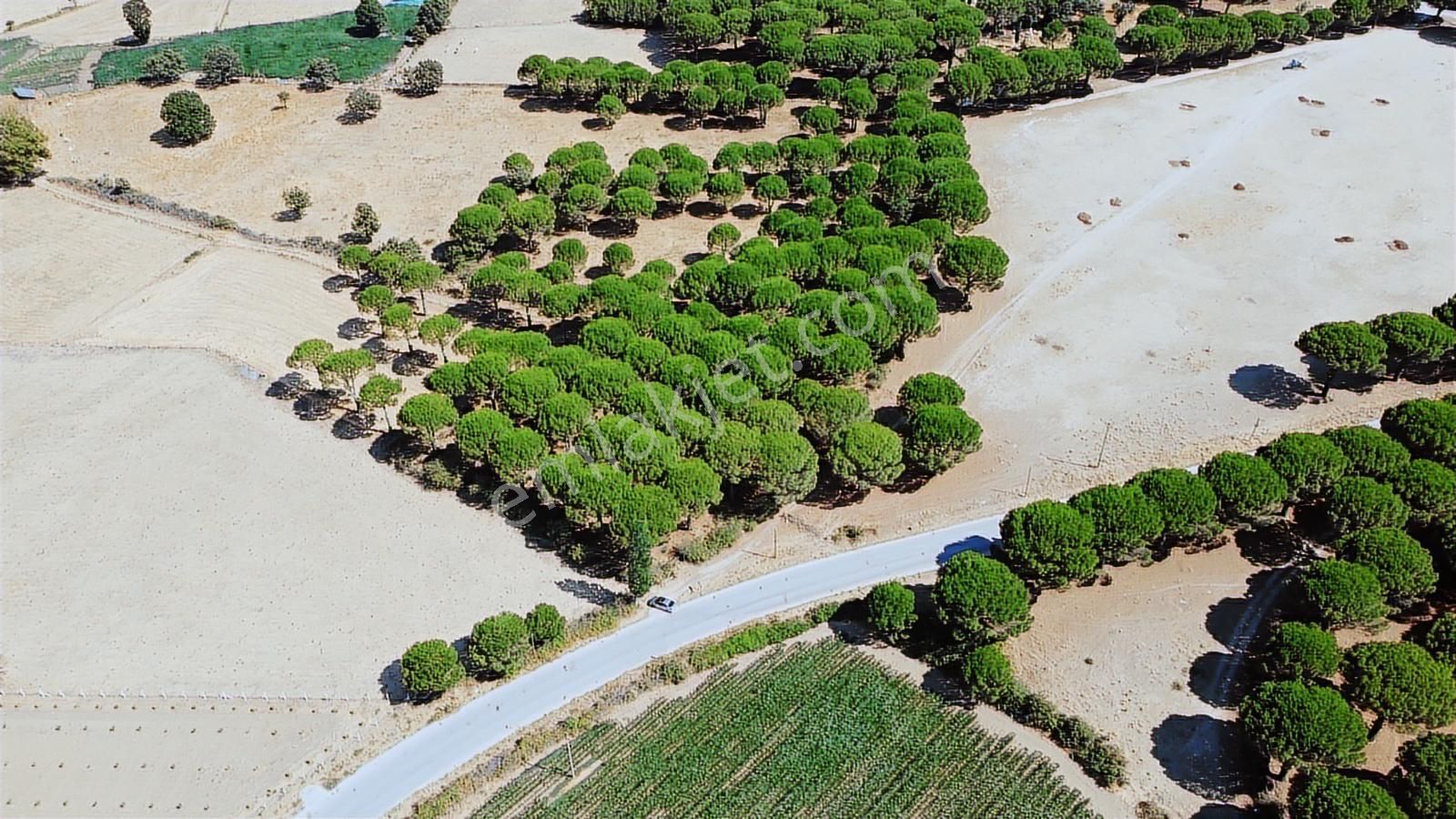 Pinus Gayrimenkul'den//kozak Yaylası'nda Asfalt Cepheli Çamlık - Görsel 13