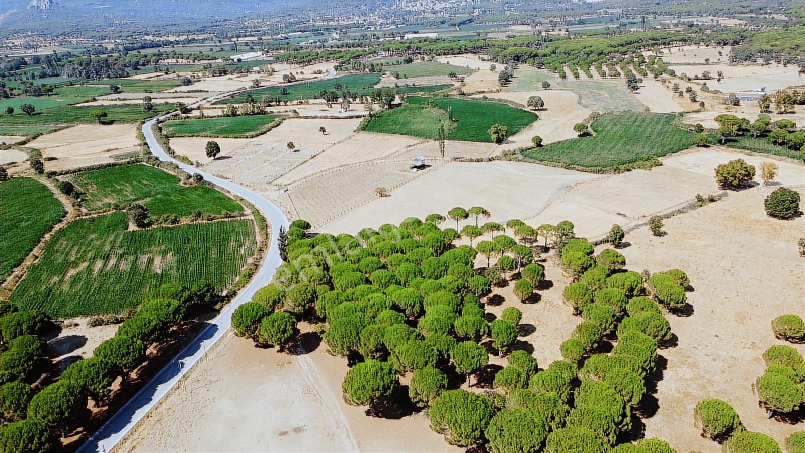 Pinus Gayrimenkul'den//kozak Yaylası'nda Asfalt Cepheli Çamlık - Görsel 4