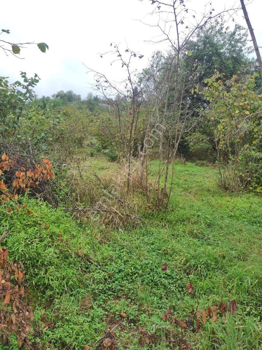 Trabzon Yeşilyurt Da Satılık 2.040m2 Arazi, - Görsel 4