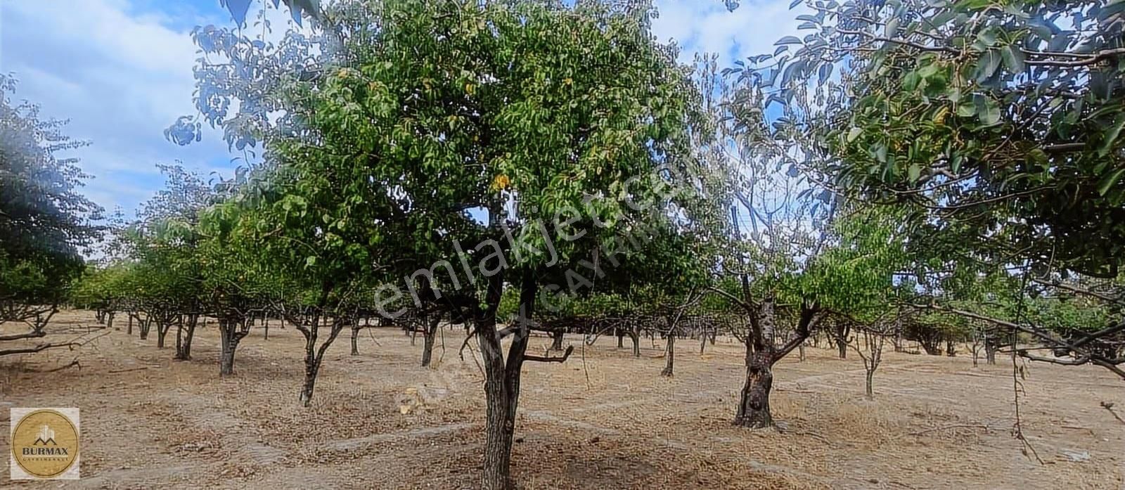 Bursa Yıldırım Vakıf Mahallesinde Satılık Armut Bahçesi - Görsel 16