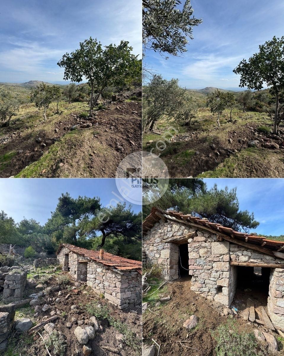 Satılık Eşsiz Doğa Ve Tarih Manzaralı Zeytinlik + Taş Ev - Görsel 12