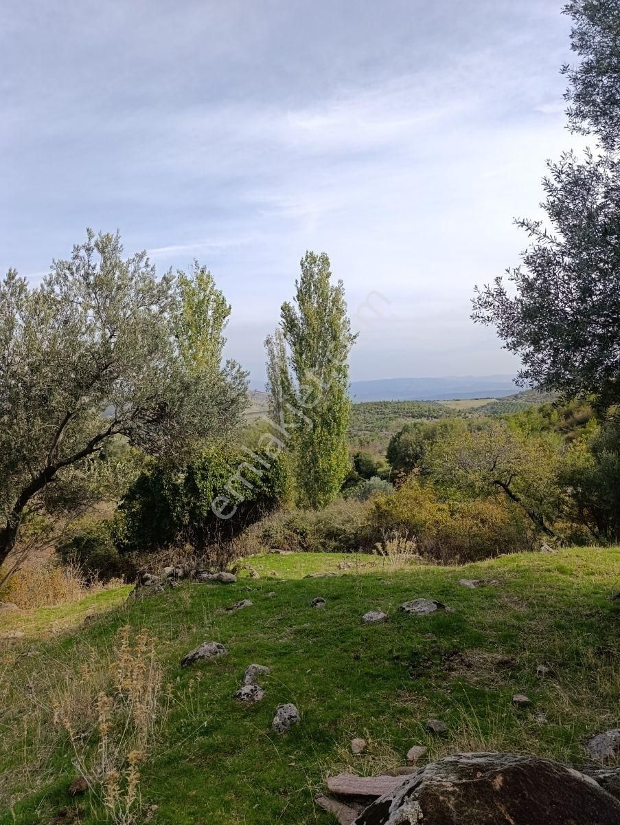 Satılık Eşsiz Doğa Ve Tarih Manzaralı Zeytinlik + Taş Ev - Görsel 2