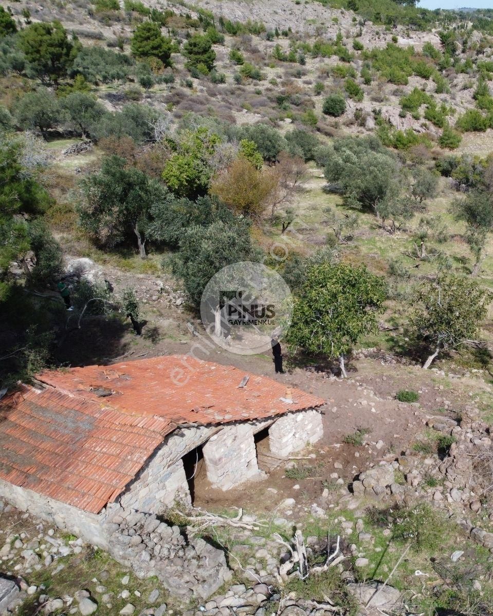 Satılık Eşsiz Doğa Ve Tarih Manzaralı Zeytinlik + Taş Ev