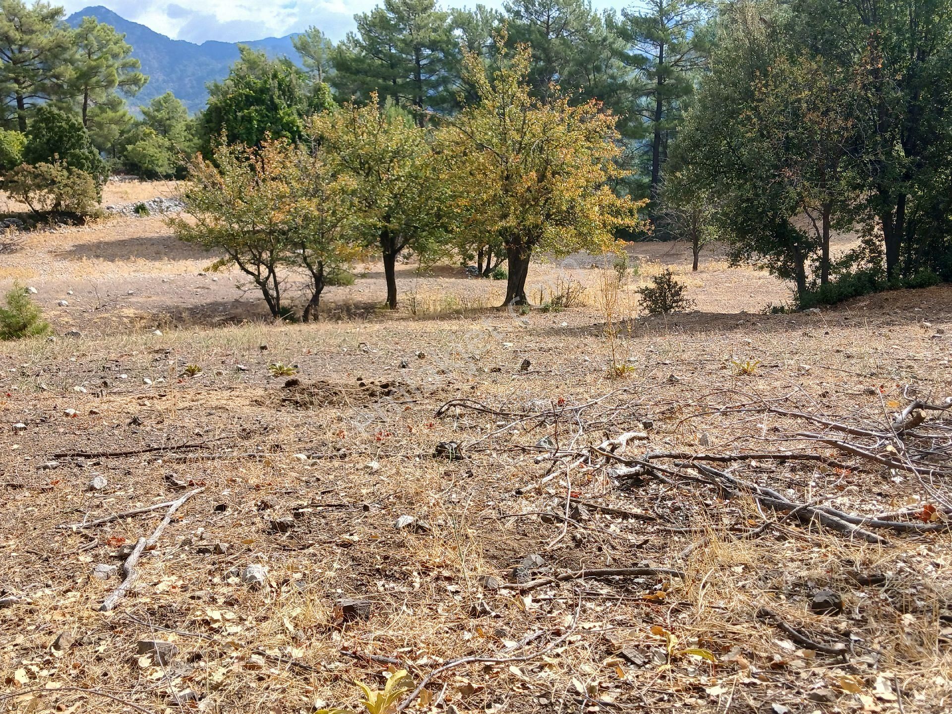 Satılık Taşsız Düz Arazi Kuzca Köyü Kürce Mahallesi - Görsel 13