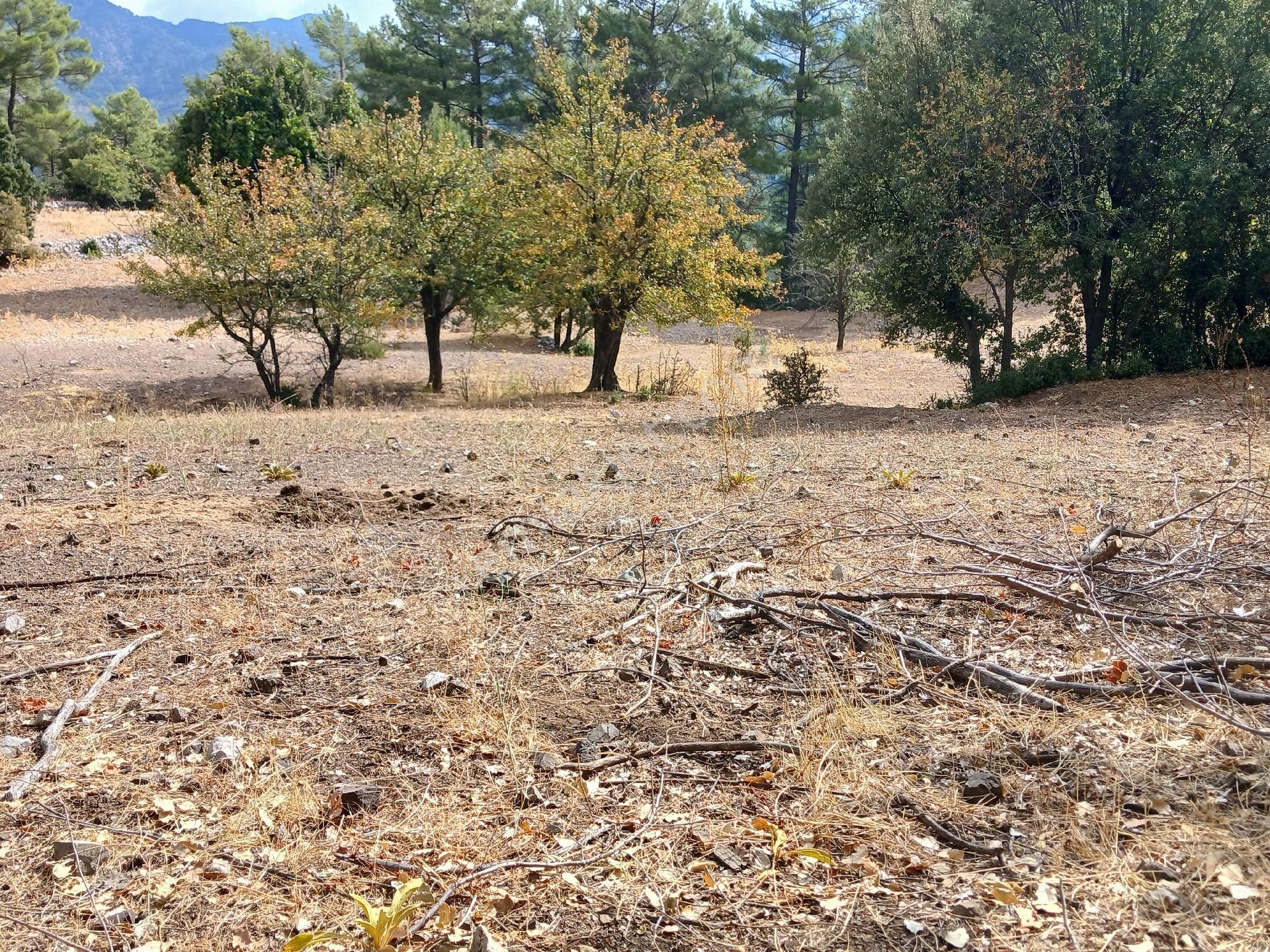 Satılık Taşsız Düz Arazi Kuzca Köyü Kürce Mahallesi - Görsel 14
