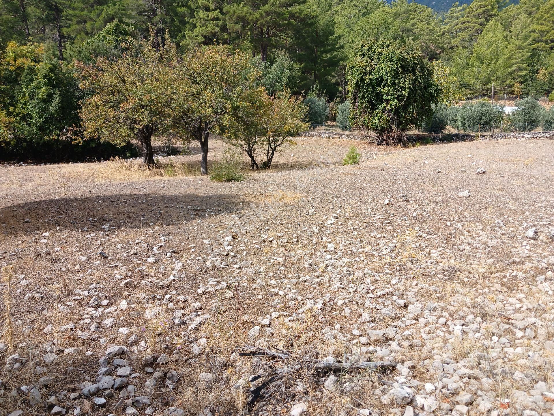 Satılık Taşsız Düz Arazi Kuzca Köyü Kürce Mahallesi - Görsel 4