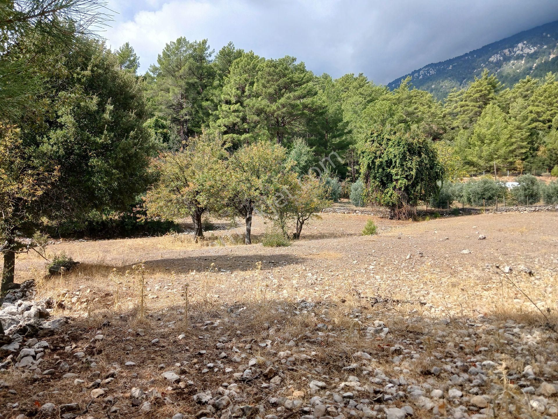 Satılık Taşsız Düz Arazi Kuzca Köyü Kürce Mahallesi