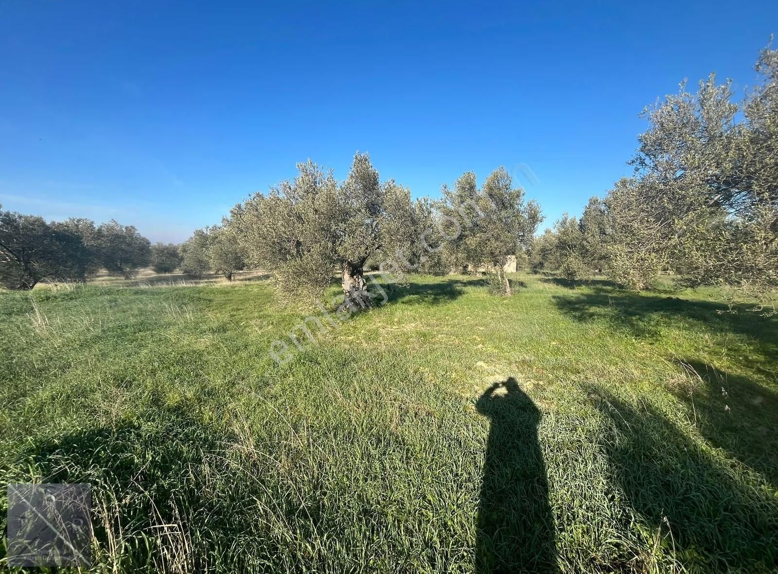Yenişakran'da Asfalta 400m Mesafede 6293m² Satılık Zeytinlik - Görsel 3