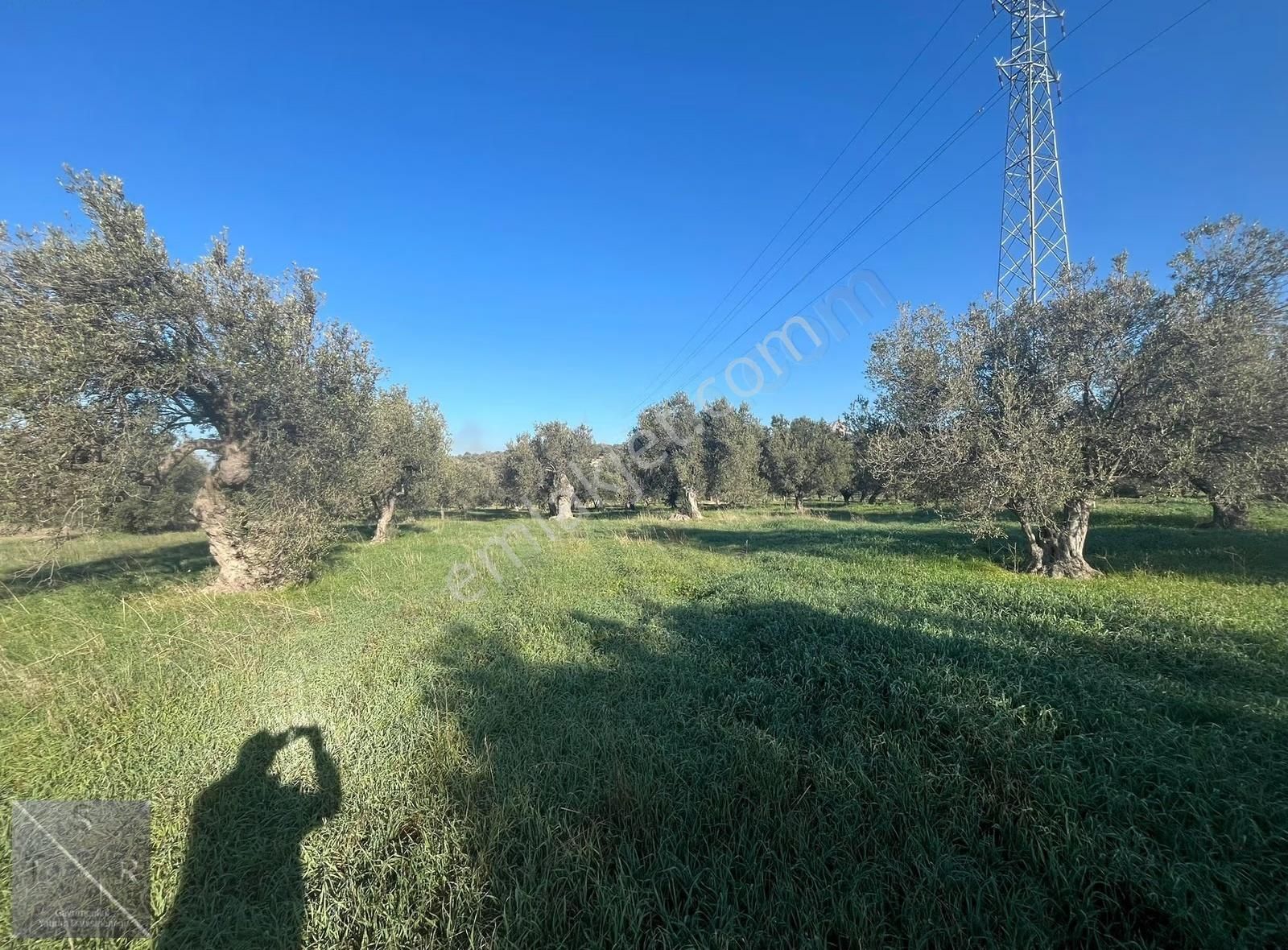 Yenişakran'da Asfalta 400m Mesafede 6293m² Satılık Zeytinlik - Görsel 12