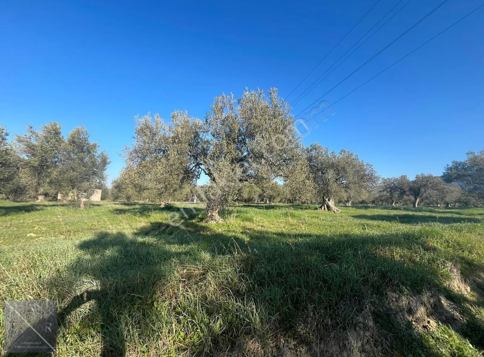 Yenişakran'da Asfalta 400m Mesafede 6293m² Satılık Zeytinlik - Görsel 13
