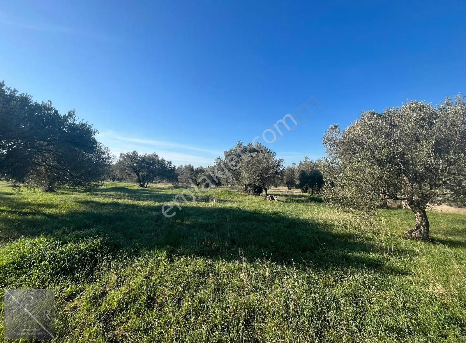 Yenişakran'da Asfalta 400m Mesafede 6293m² Satılık Zeytinlik - Görsel 8