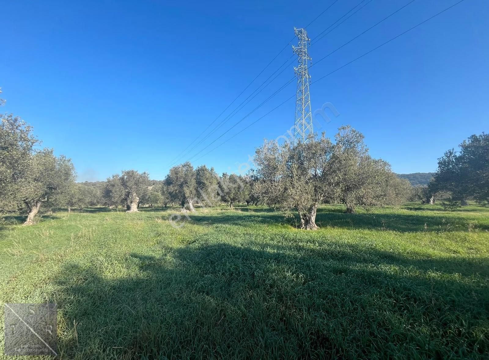 Yenişakran'da Asfalta 400m Mesafede 6293m² Satılık Zeytinlik - Görsel 4