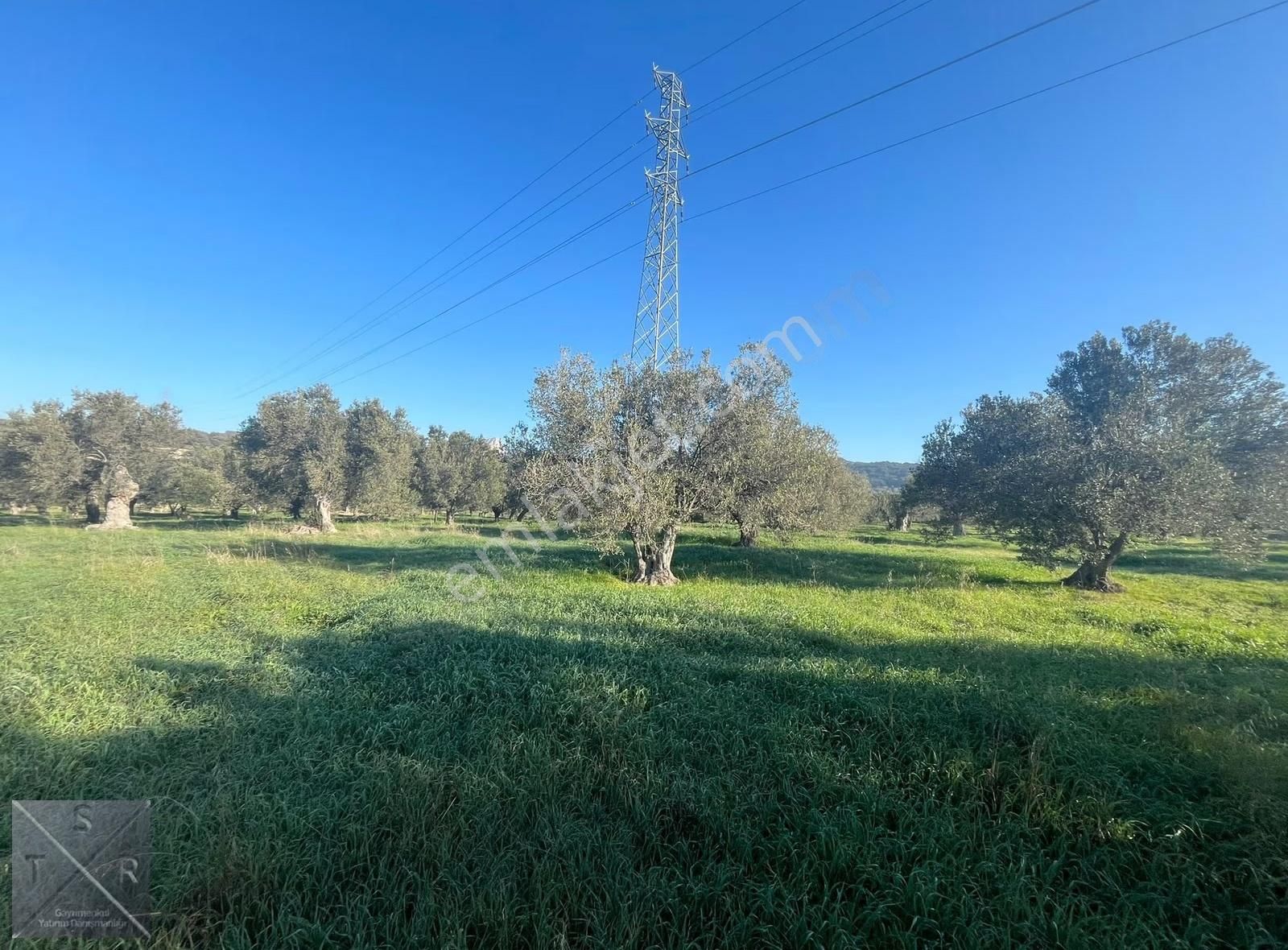 Yenişakran'da Asfalta 400m Mesafede 6293m² Satılık Zeytinlik - Görsel 14