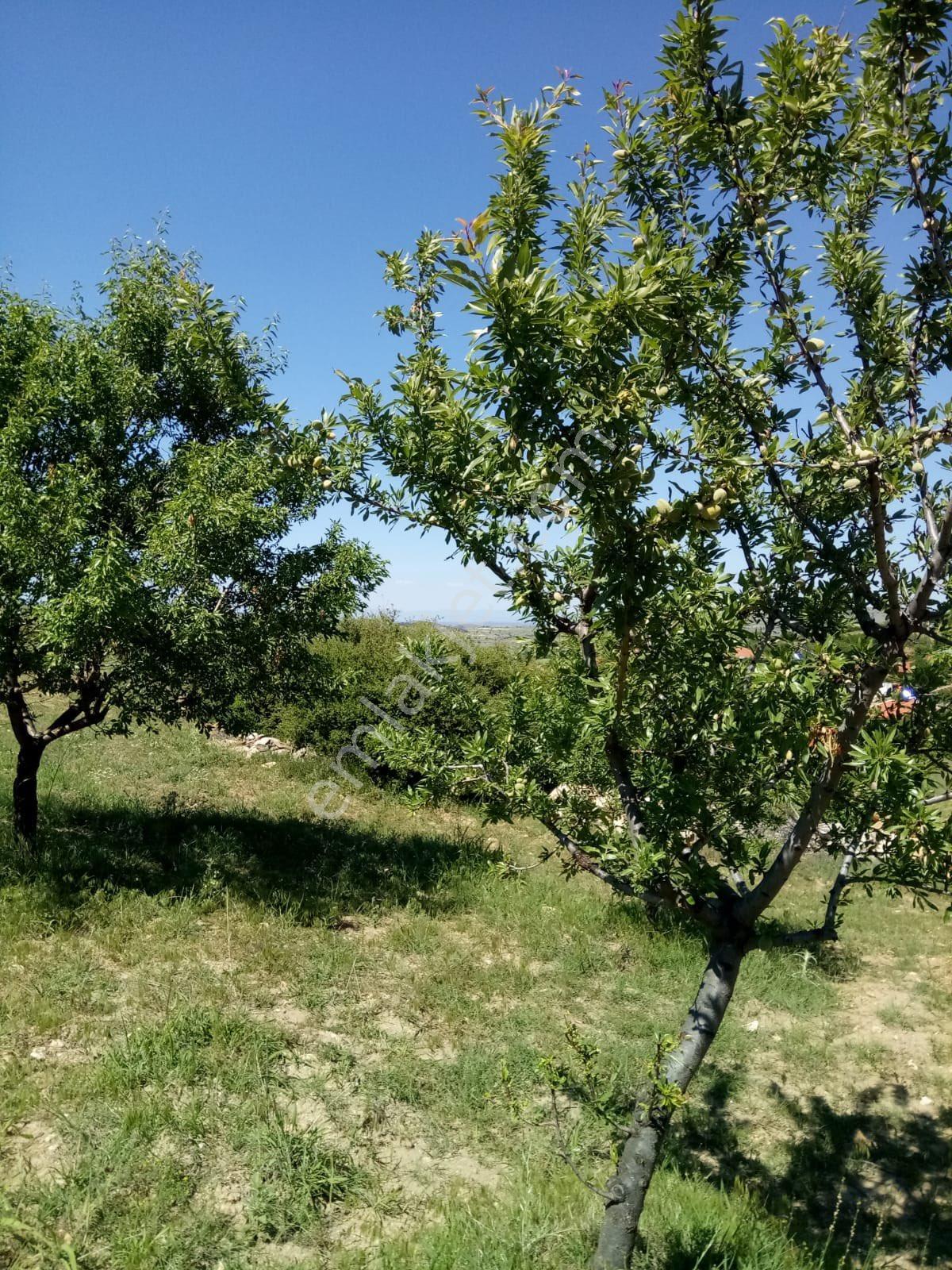 Sahibinden Köy İçi Tarla - Görsel 18