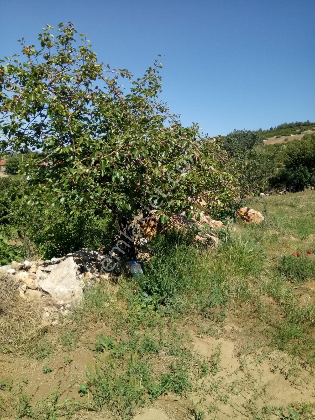 Sahibinden Köy İçi Tarla - Görsel 7